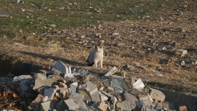 流浪猫被喂食在垃圾桶里视频素材