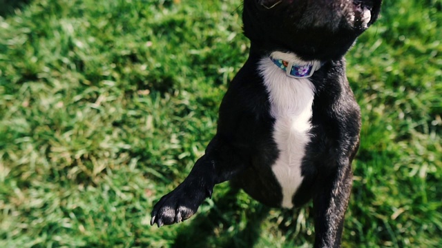 法国斗牛犬。犬种法国斗牛犬正在积极玩耍。视频素材