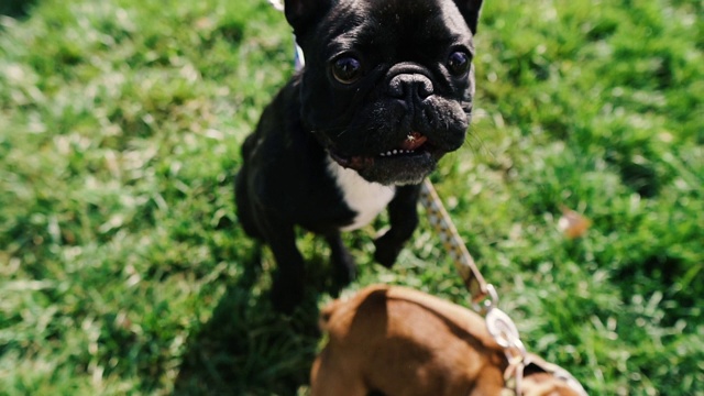 法国斗牛犬。犬种法国斗牛犬正在积极玩耍。视频素材