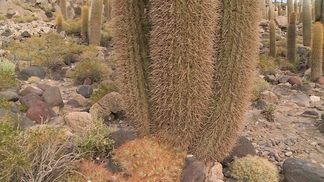 玻利维亚仙人掌岛的仙人掌植物特写视频素材