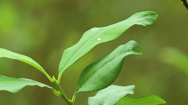 带雨滴的植物叶子视频素材