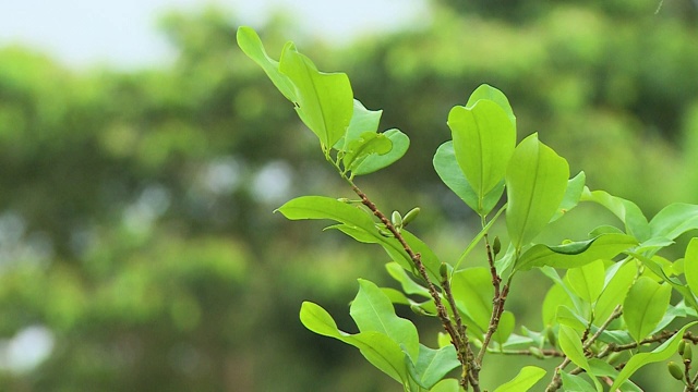 植物的叶子和花蕾视频素材