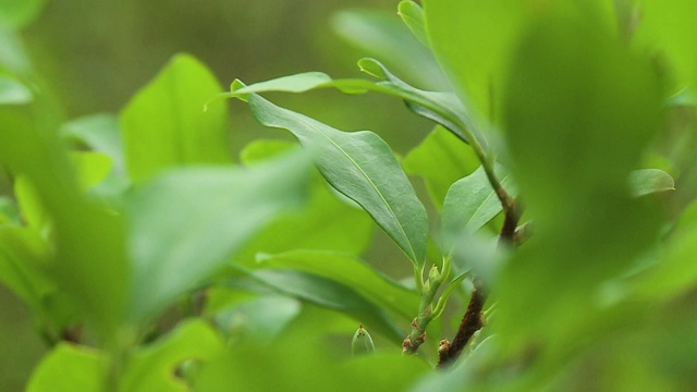 叶子的植物视频素材