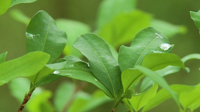 多雨滴植物的叶子视频素材