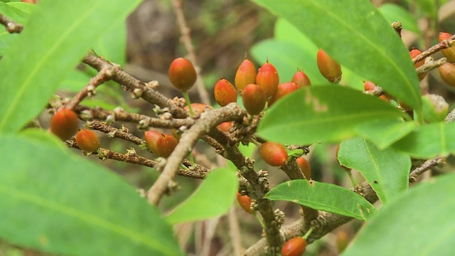 小枝上的橙花蕾视频素材