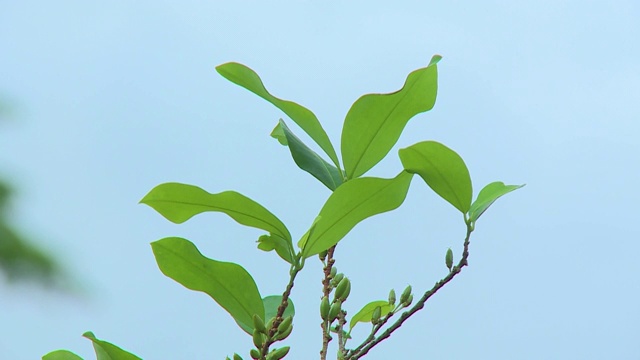 植物叶子与天空背景视频素材