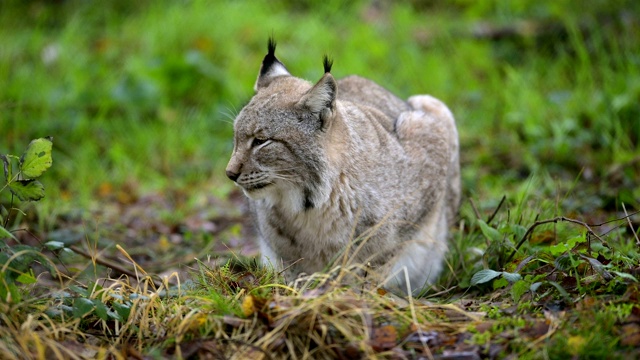 欧洲山猫;猞猁猞猁视频素材