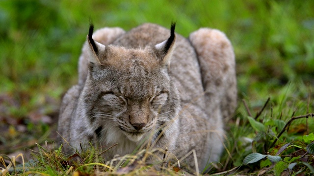 欧洲山猫;猞猁猞猁视频素材