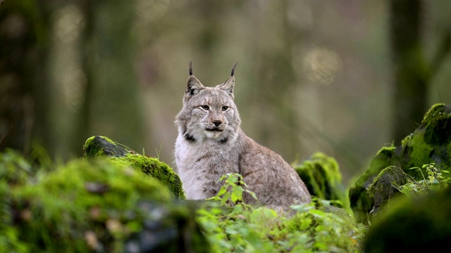 欧洲山猫;山猫，在森林里视频素材