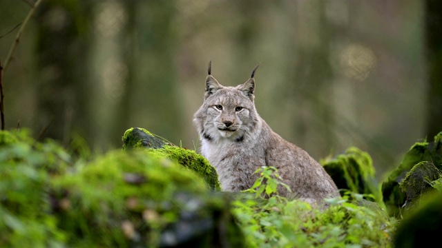 欧洲山猫;山猫，在森林里视频素材