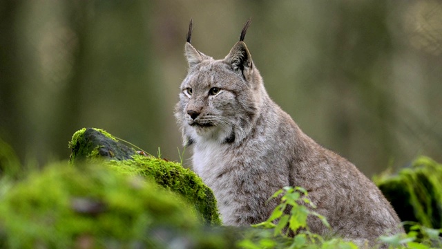 欧洲山猫;山猫，在森林里视频素材