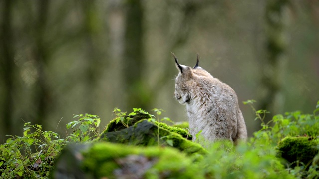 欧洲山猫;山猫，在森林里视频素材