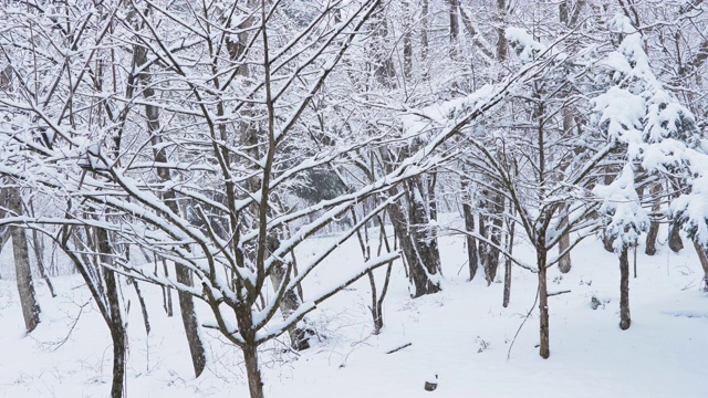 森林里的雪(慢镜头)视频素材