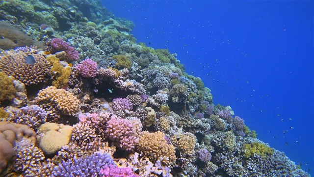 美丽的珊瑚礁上的海洋生物和许多热带鱼在红海-马萨阿拉姆视频素材