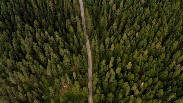 穿越森林的公路旅行视频素材