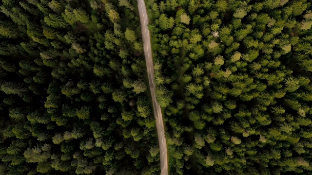 穿越森林的公路旅行视频素材