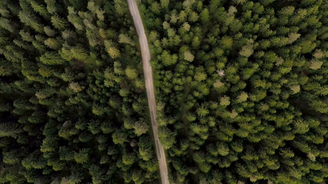 穿越森林的公路旅行视频素材