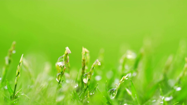 近距离的绿色草地与雨滴的背景。视频素材