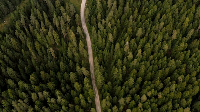 穿越森林的公路旅行视频素材