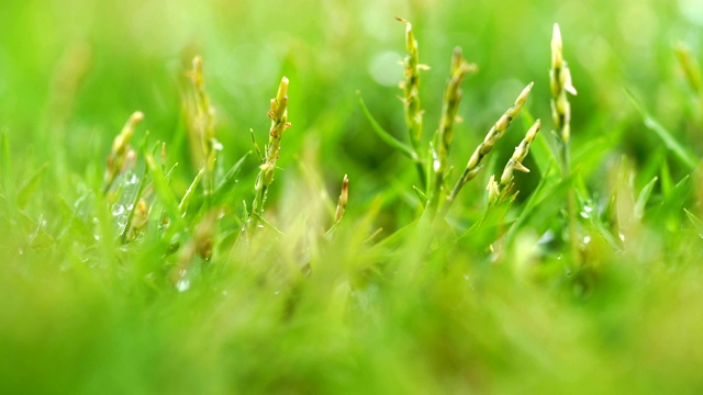 近距离的绿色草地与雨滴的背景。视频素材