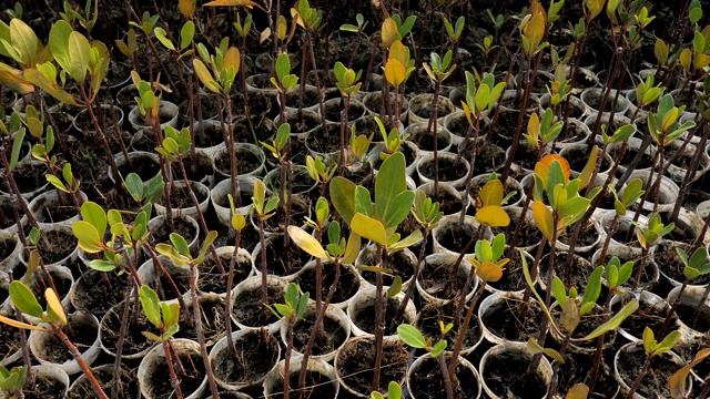 红树林树苗用于红树林种植视频素材