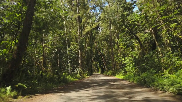 穿过夏威夷热带森林的道路视频素材