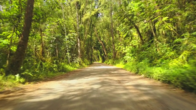 穿过夏威夷热带森林的道路视频素材