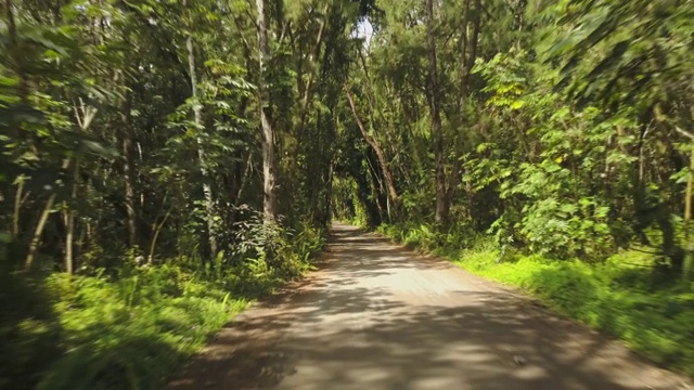 穿过夏威夷热带森林的道路视频素材