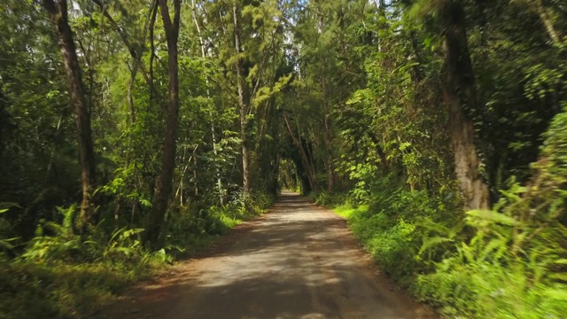 穿过夏威夷热带森林的道路视频素材