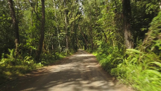 穿过夏威夷热带森林的道路视频素材