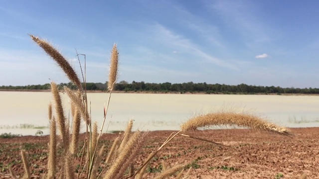 以草、地、水、树、蓝天为抽象背景的自然风景视频素材