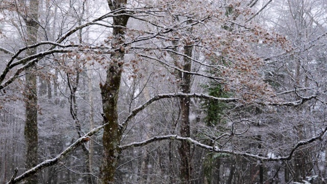 森林里的雪(超级慢镜头)视频素材