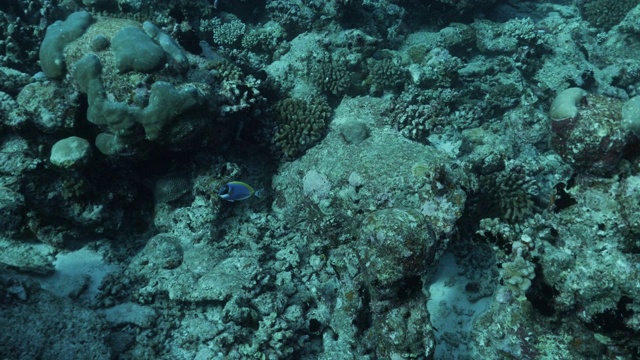 丰富的海底珊瑚在马尔代夫视频素材