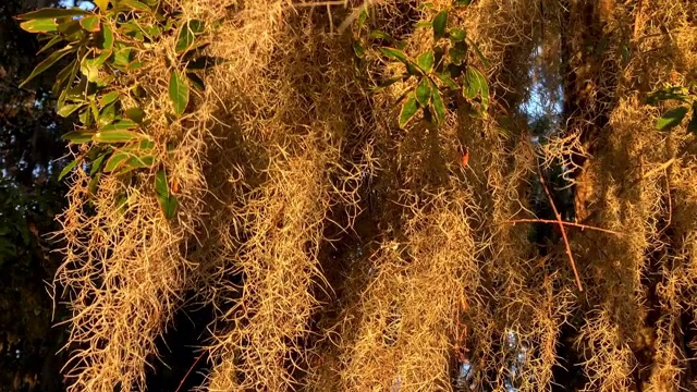 西班牙苔藓在风中吹拂的特写视频素材