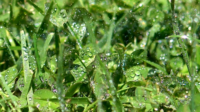 雨点落在绿草上视频素材