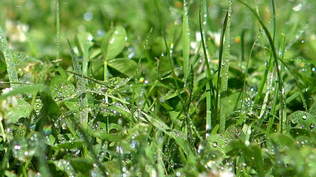 雨点落在草地上视频素材