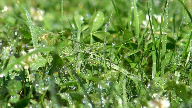 下雨的时候有新鲜的绿草视频素材