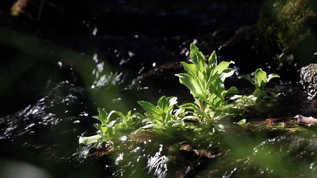 高山流水视频素材