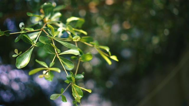 4K视频抽象孤立模糊的节日灯光，树叶植物叶子的影子随风摇曳，阳光与散景和美丽的自然绿色散景阳光抽象模糊的背景。视频素材