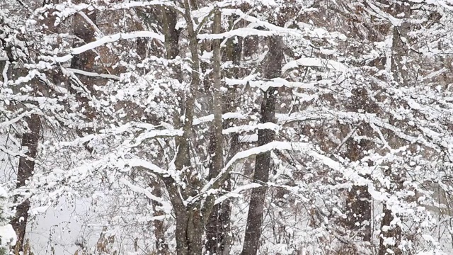 雪花落在树的背景上视频素材
