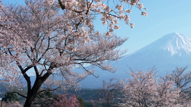 富士山上的樱花(淘金)视频素材