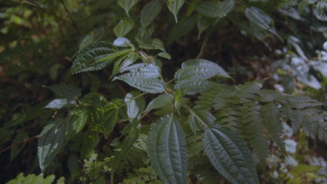 清晨森林阳光的阴影场景视频素材