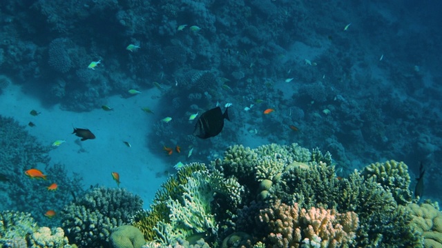 珊瑚礁与海鱼水下海景视频素材