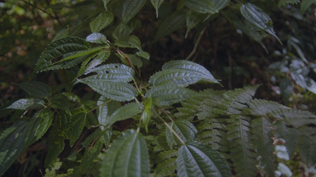 清晨森林阳光的阴影场景视频素材