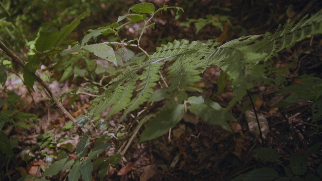 清晨森林阳光的阴影场景视频素材