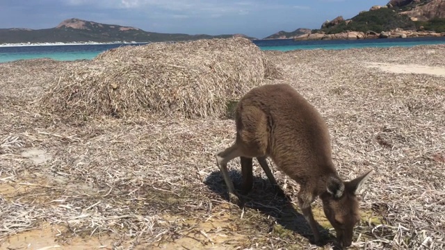 澳大利亚西部幸运湾海滩上的两只袋鼠视频素材