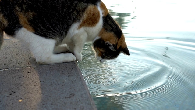 可爱的多色猫在游泳池玩水慢动作视频素材