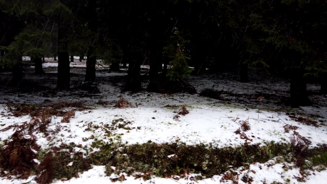 在葡萄牙马德拉岛Poiso的一个下雪天淘洗森林视频素材