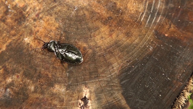 木制表面上的黑色甲虫特写高清1920x1080视频素材