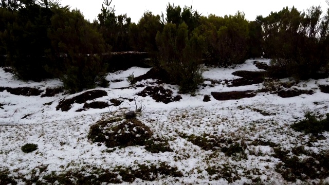 在葡萄牙马德拉岛Poiso的一个下雪天淘洗森林视频素材